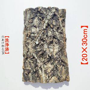 c1129【20×30cm】 コルク樹皮 コルク板 バージンコルク穴あけ送料無料 チランジア ビカクシダ 着生ラン 両生類 爬虫類 ビカクシダ