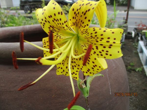 山野草　①　黄金オニユリ無点花（ピュアゴールド）　　ムカゴ　　４３個　　ピュアゴールド　　第四種２４０円発送 変種 黄金オニユリ 無点花 ピュアゴールド ムカゴ 10個 山野草