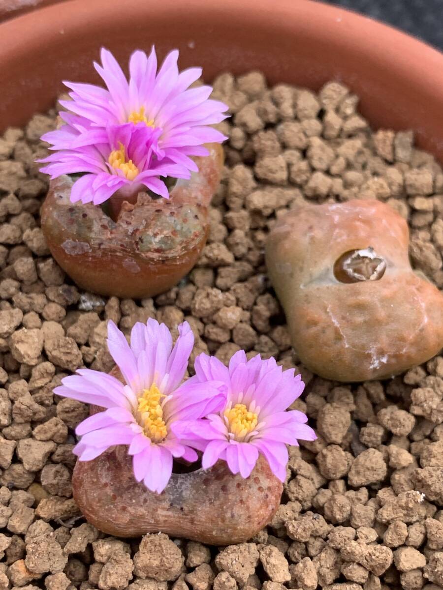専用　コノフィツム ヤンギー　　群生株 Yahoo!オークション -「conophytum」(サボテン) (観葉植物)の