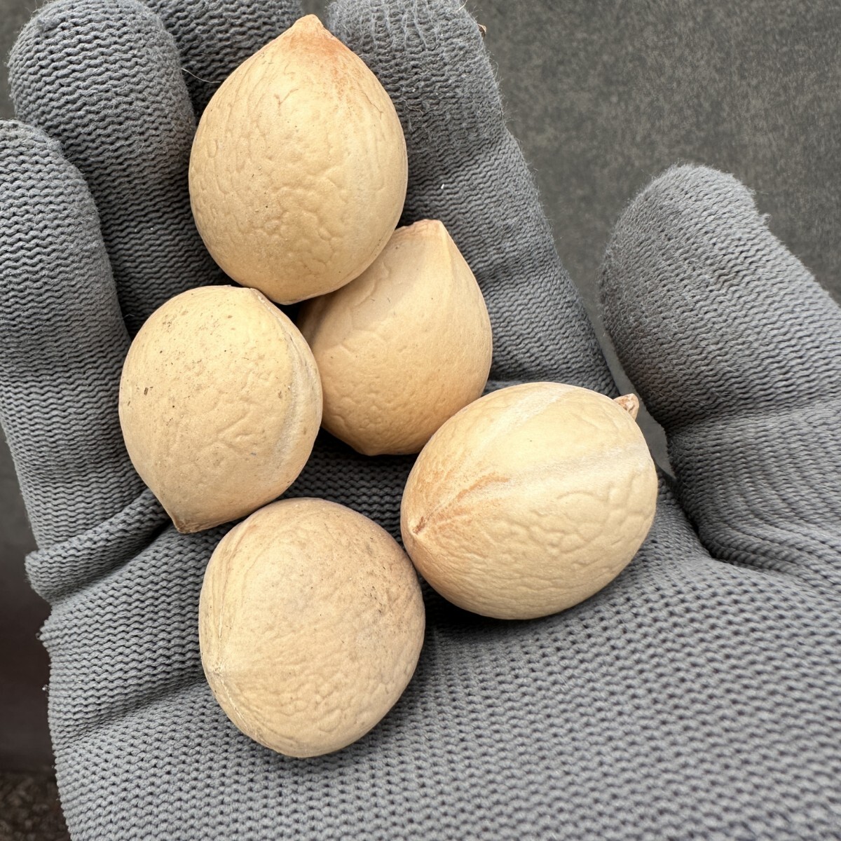 Yahoo!オークション -「サイカス カイルンシア」(観葉植物) の