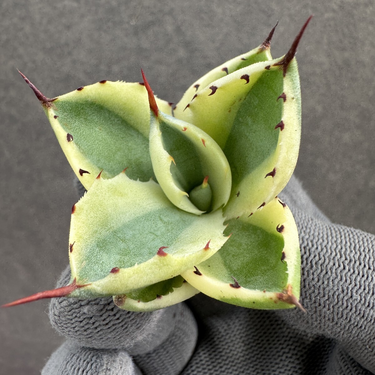 B*E様 【300円スタート/特大50㎝超】US産　トランカータ　ハンティントン 2025年最新】アガベ パリー ハンティントンの人気アイテム