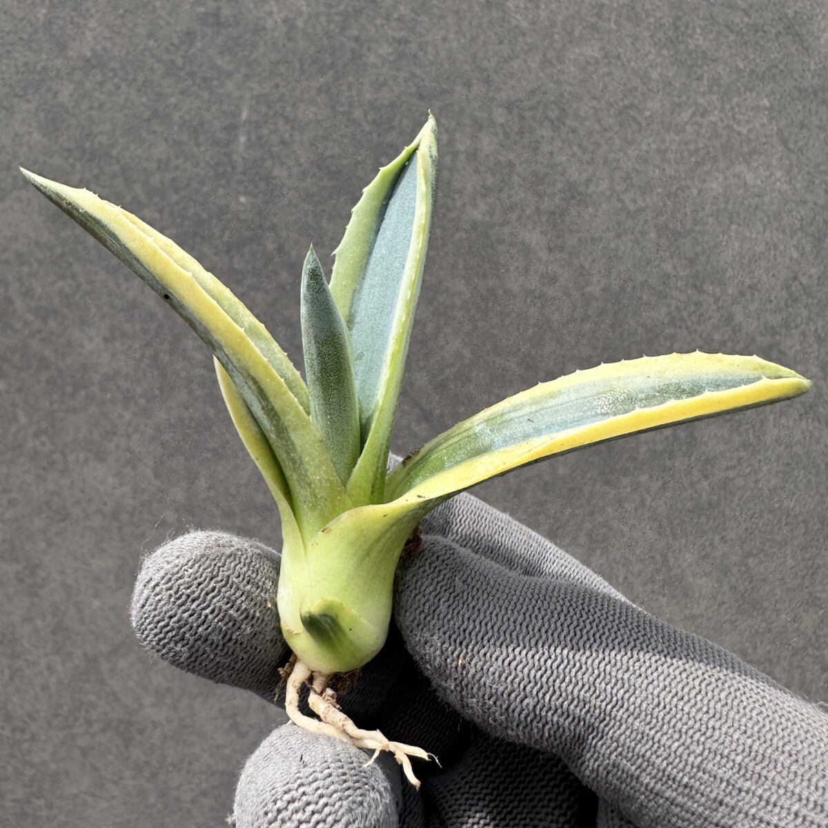 Yahoo!オークション -「ripple」(花、園芸) の落札相場・落札価格