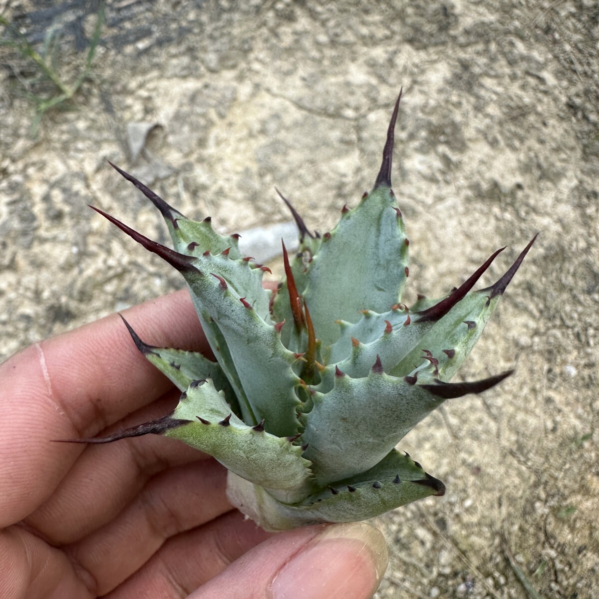 【goodtaniku】雷帝×ユタエンシス　ハイブリッド　個体　発根済み 発根済 SOLO産ハイブリッド アガベ チタノタ 姫雷帝x妖炎 Agave