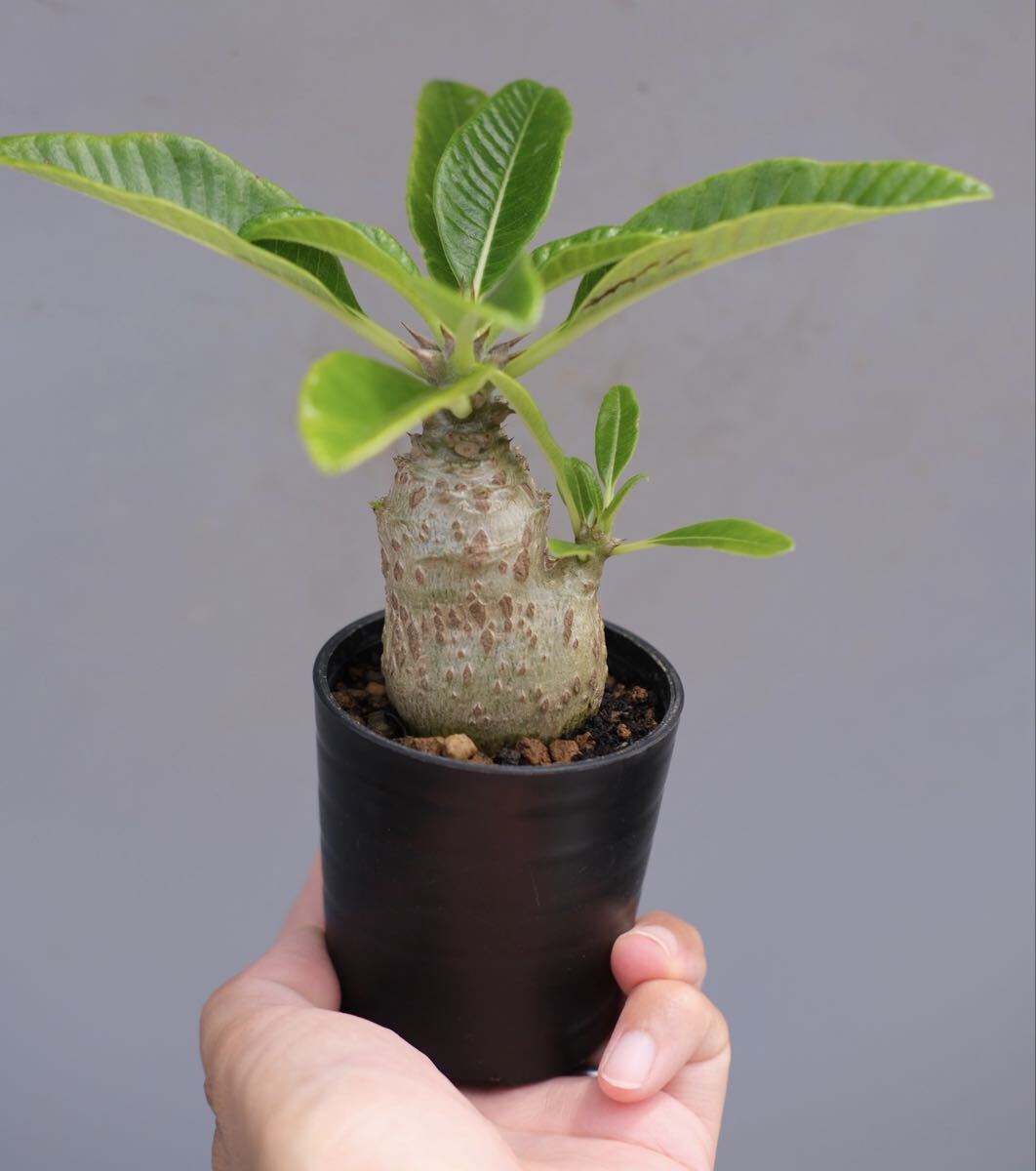 Yahoo!オークション -「パキポディウム ウィンゾリー」(花、園芸