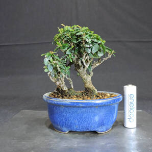 チリメンカズラ (縮緬葛) 盆栽 奥行8cm 横幅9cm 高さ11.5cm