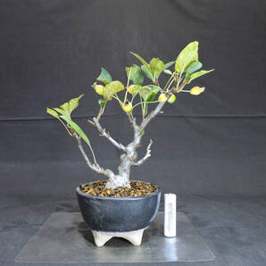 リンゴ 姫美好 ( ヒメビコウ ) 盆栽 奥行12cm 横幅19.5cm 高さ22cm