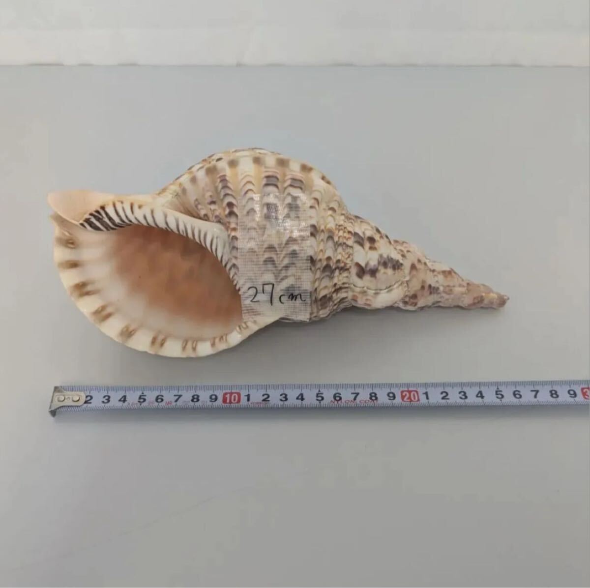 法螺貝 極美品 約34cm 重量級 ホラガイ ホラ貝 ほら貝 ほらがい 螺貝 最高級 法螺貝 40cm 歌口木製 大型 ほら貝 密教 ホラ貝 山伏