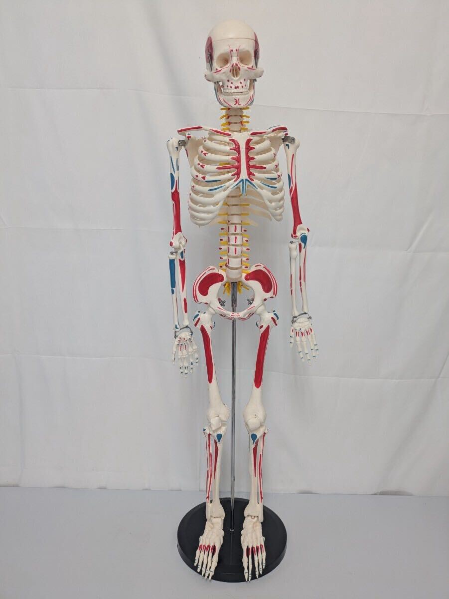 2025年最新】Yahoo!オークション -人体模型の中古品・新品・未
