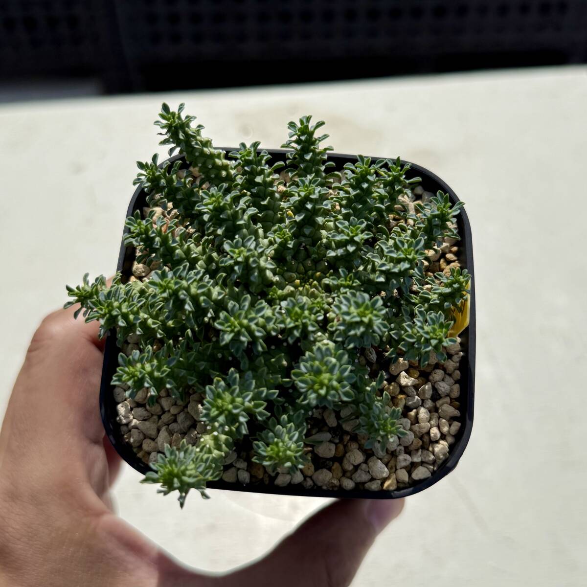 ※値下げ中！ レア！大株ユーフォルビアデセプタ ユーフォルビア デセプタ | STELLA.PLANTS