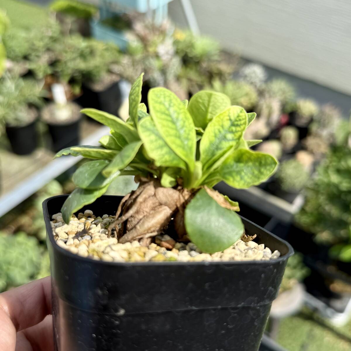 Yahoo!オークション -「ユーフォルビア ガムケンシス」の落札