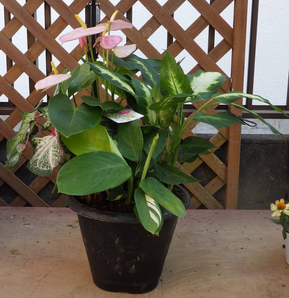 Yahoo!オークション -「カラジューム」(花、園芸) の落札相場