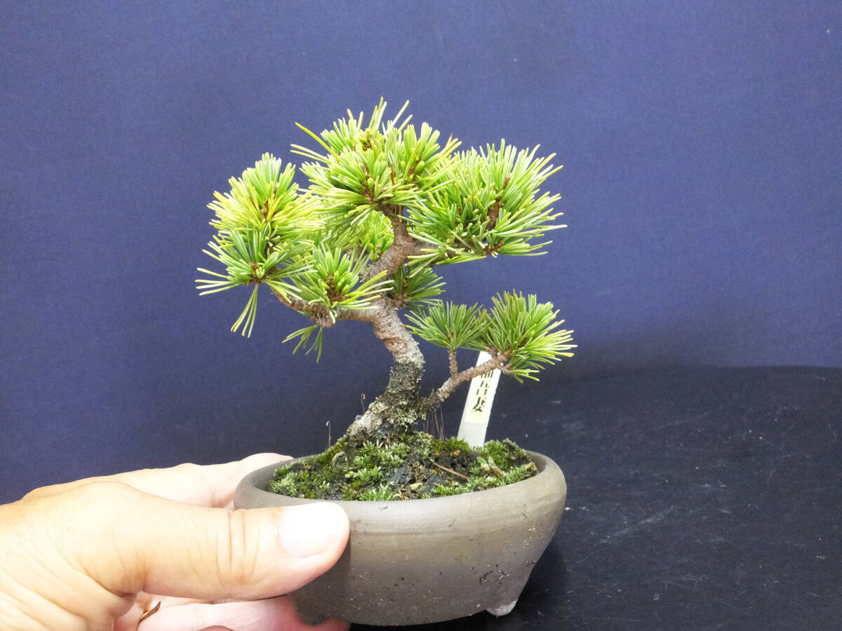 Yahoo!オークション -「盆栽 五葉松」(盆栽) の落札相場・落札価格