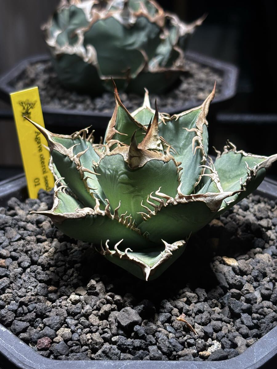 オテロイ　実生 アガベ・オテロイ オアハカ実生の栽培記録 – ゆるぷ