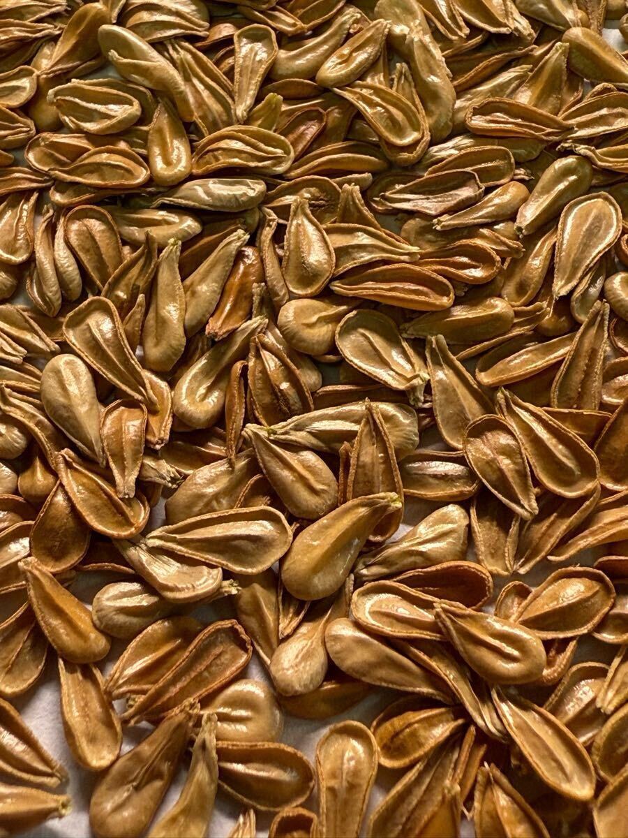 鮮度抜群 ウィンゾリー種子 17粒 2025.6.30採取 鮮度抜群 ウィンゾリー種子 17粒 2025.6.30採取 2025年最新