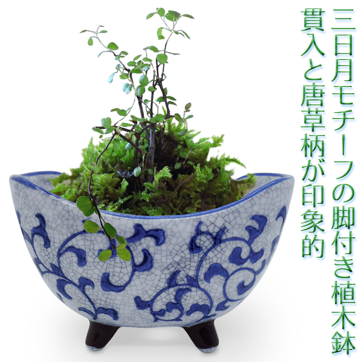 2025年最新】Yahoo!オークション - 鉢(造園用工具、資材 花