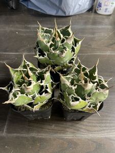 鉢のまま発送 白鯨3株 アガベ チタノタ agave 検索用清櫻 大白鯊 皇冠 悪魔くん SAD 白犀牛 麻花龍 金蟾 冰雹 裏表棘 実生