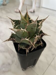 鉢のまま発送 金蟾 アガベ チタノタ agave 検索用清櫻 大白鯊 皇冠 悪魔くん SAD 白犀牛 麻花龍 金蟾 冰雹 裏表棘 実生