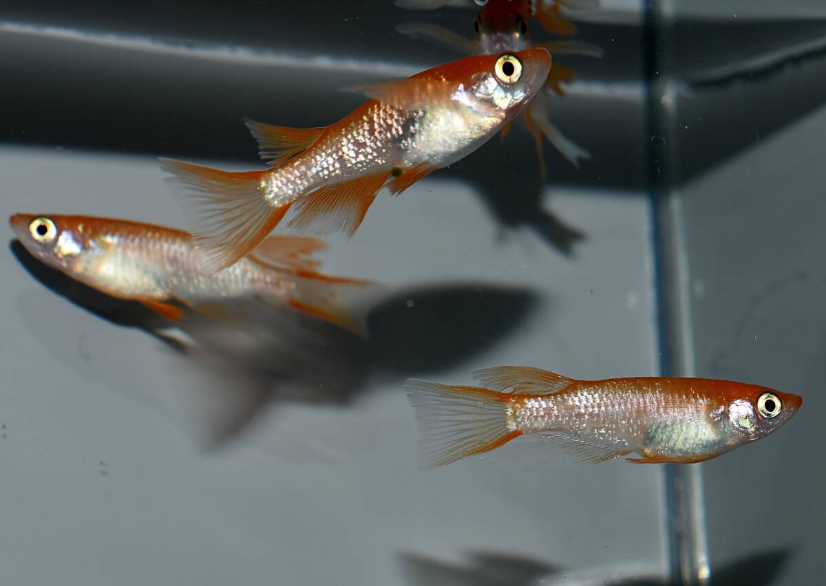 ◆岡崎葵メダカ◆　　紅華リアルロングフィン　1ペア　小野めだか様ブリード個体　 紅華リアルロングフィン 1ペア | メダカ屋えん