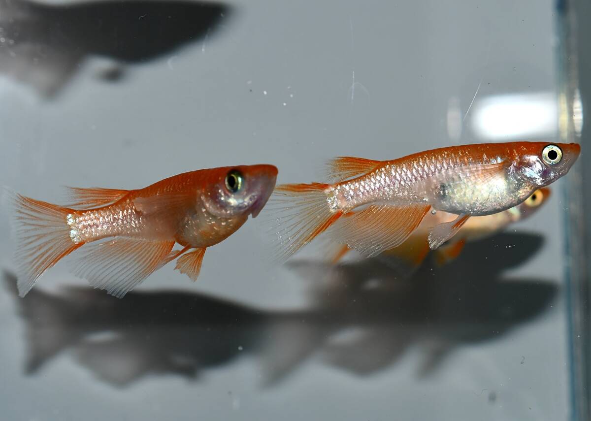 ◆岡崎葵メダカ◆　　紅華リアルロングフィン　1ペア　小野めだか様ブリード個体　 紅華リアルロングフィン 1ペア | メダカ屋えん