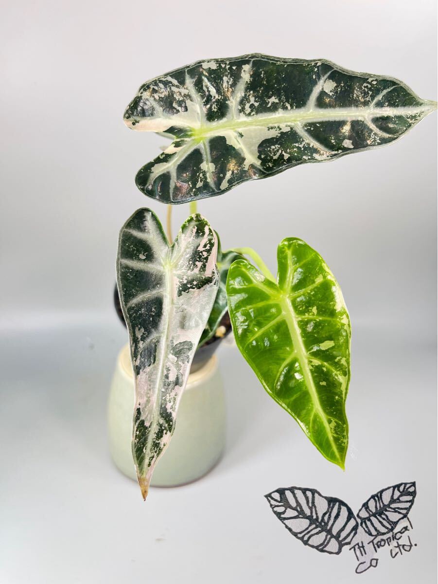 2025年最新】Yahoo!オークション -アロカシア 斑入りの中古品