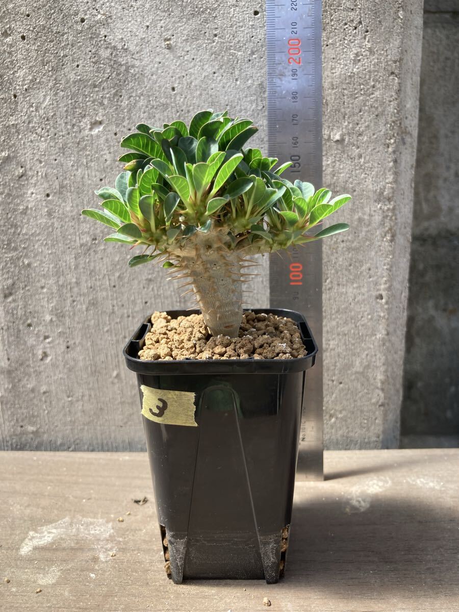 Yahoo!オークション -「ユーフォルビア ギラウミニアナ」の落札