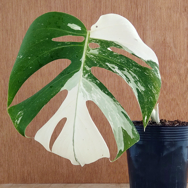 Yahoo!オークション -「モンステラ 白斑」(観葉植物) の落札相場・落札価格