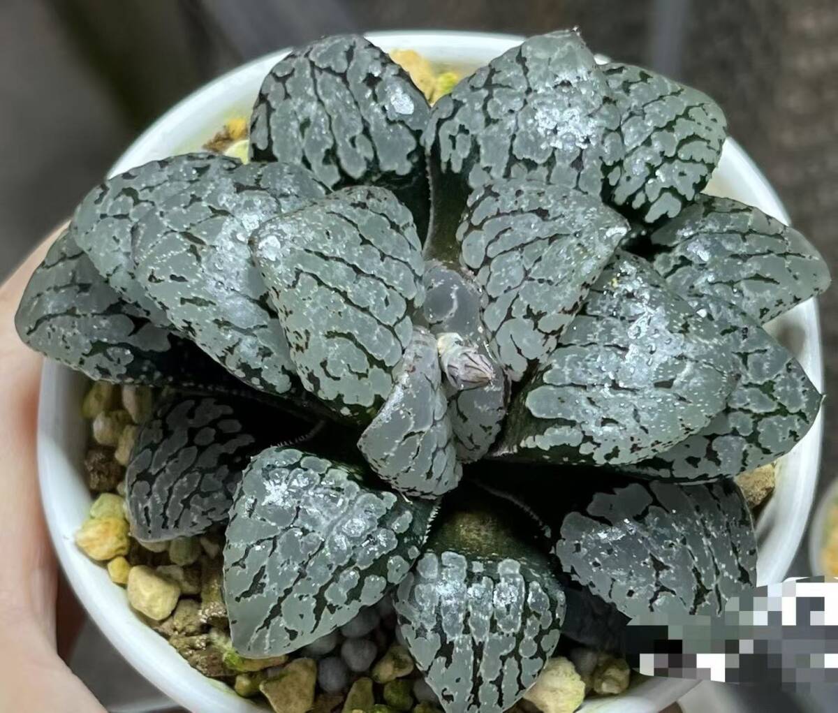 【極上斑】ハオルチア 白蛇伝 Yahoo!オークション - 多肉植物 ハオルチア 「白蛇伝」極上斑