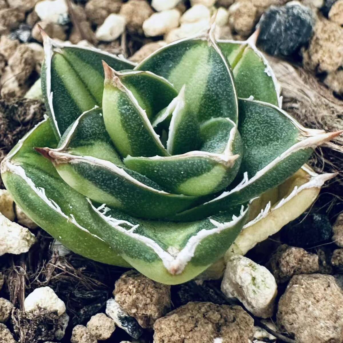 ✨アガベ・ピンキー✨…大幅値下げしました(^^)☀ アガベ ピンキー【発根管理中】TC株 Agave Pinky 多肉植物 珍奇