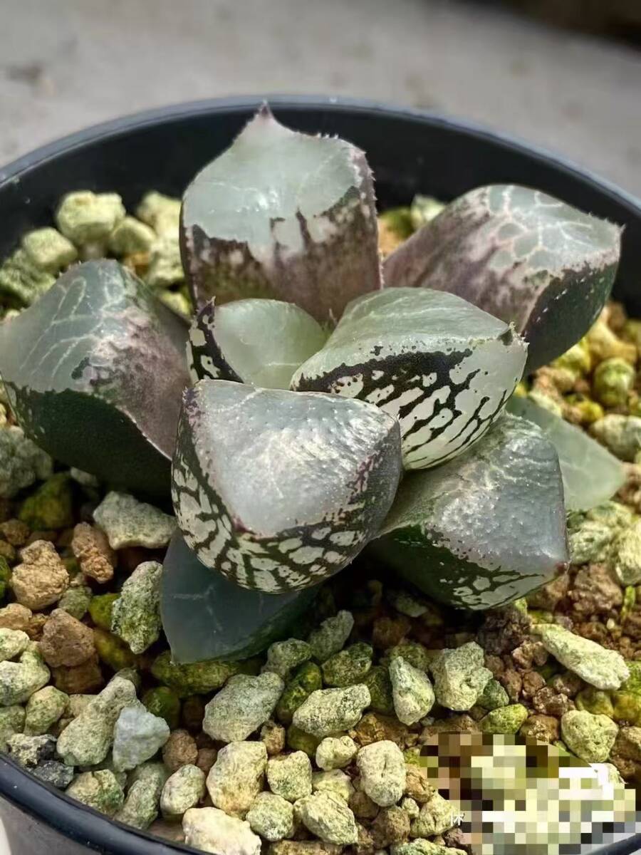 ハオルチア ⭐️闇の森⭐️ 極上品　美苗　美品　発根済み。 ハオルチア ⭐️闇の森⭐️ 極上品 美苗 美品 発根済み。 Yahoo