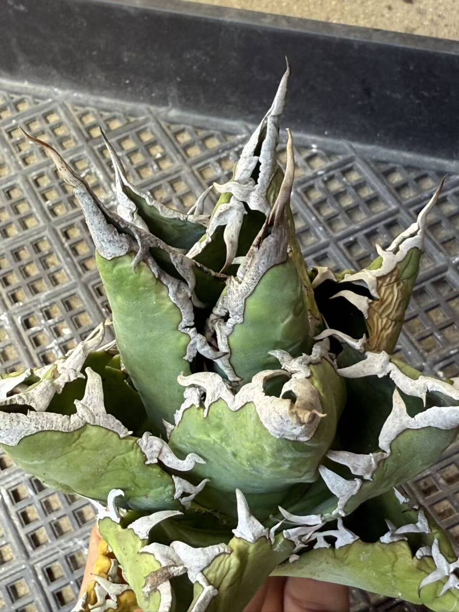 Yahoo!オークション -「アガベ 白鯨」(花、園芸) の落札相場