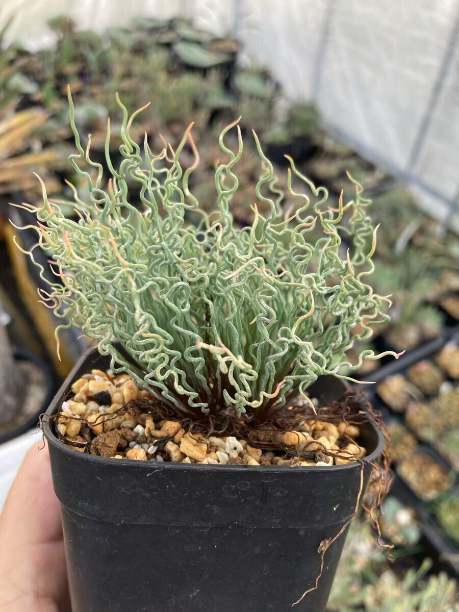 ハエマンサス 斑入り ハエマンサス 斑入り