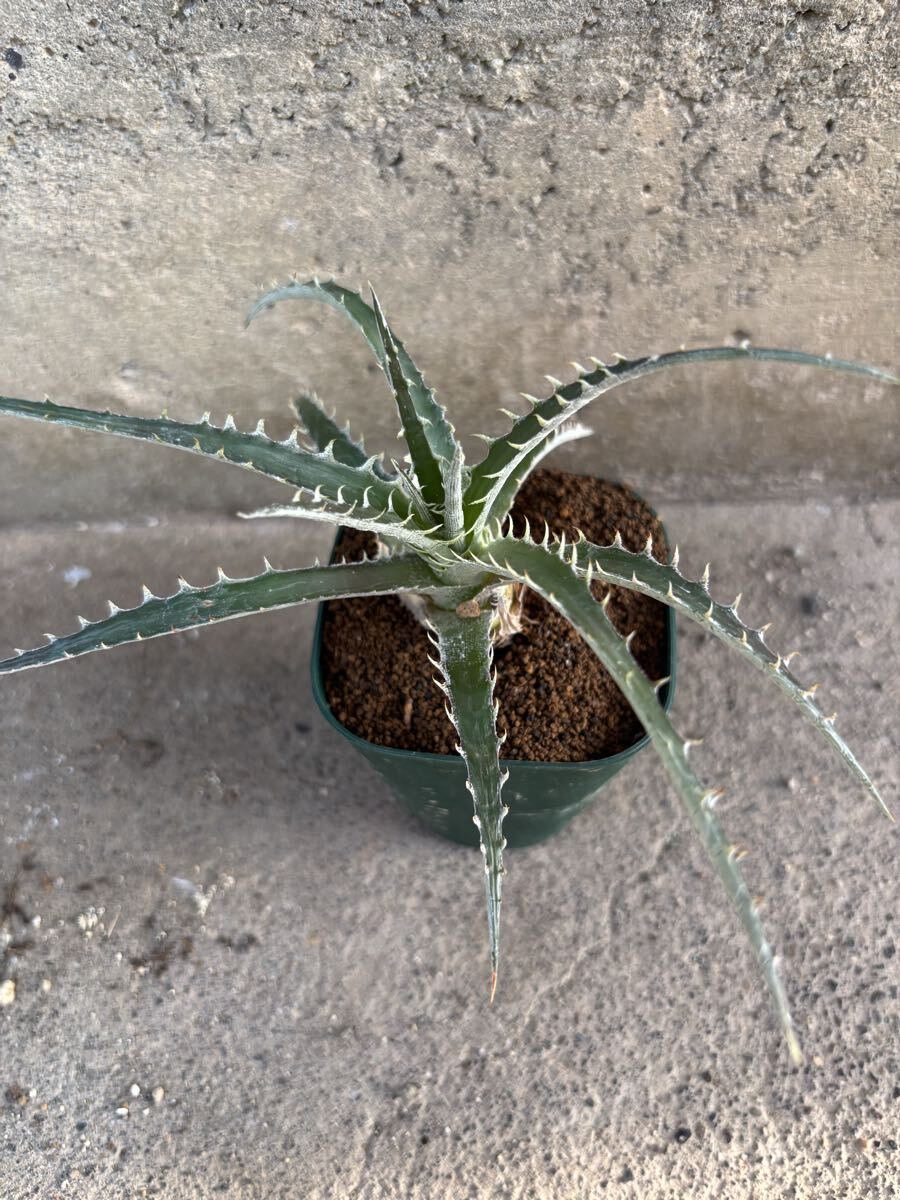 2025年最新】アガベ(Agave)のおすすめ商品一覧 - Yahoo!オークション