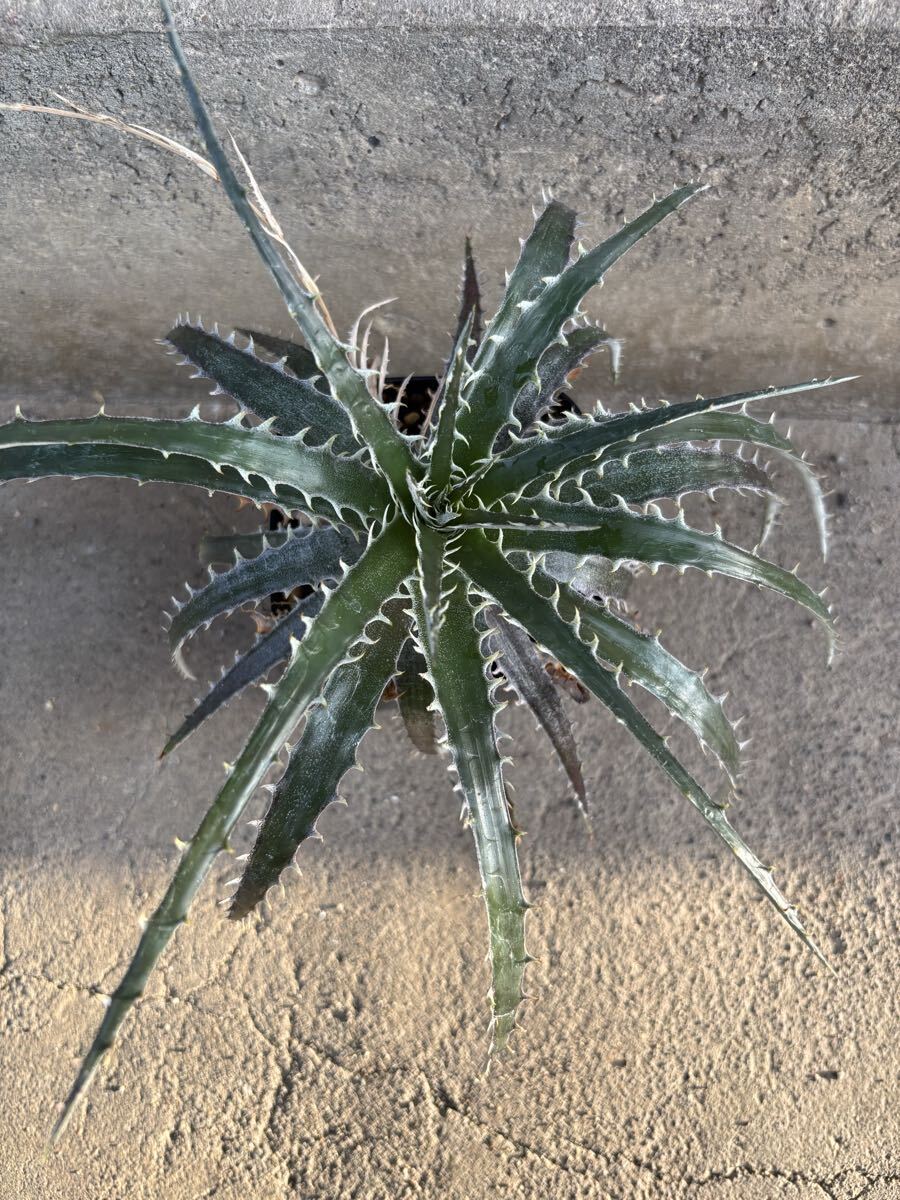 2025年最新】アガベ(Agave)のおすすめ商品一覧 - Yahoo!オークション