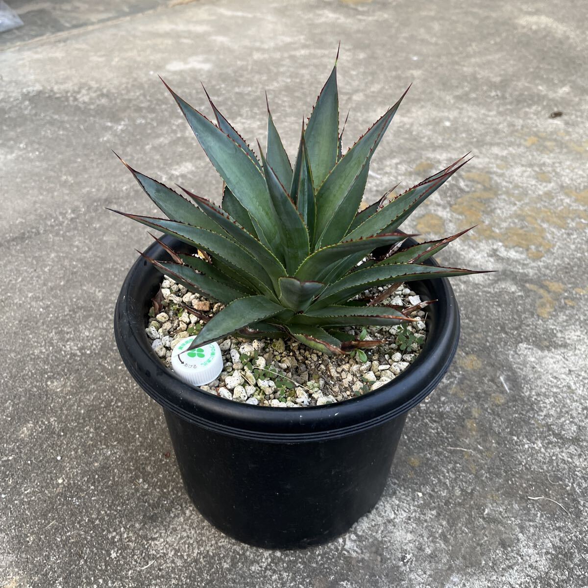 Yahoo!オークション -「アガベ ブルーグロー」の落札相場・落札価格