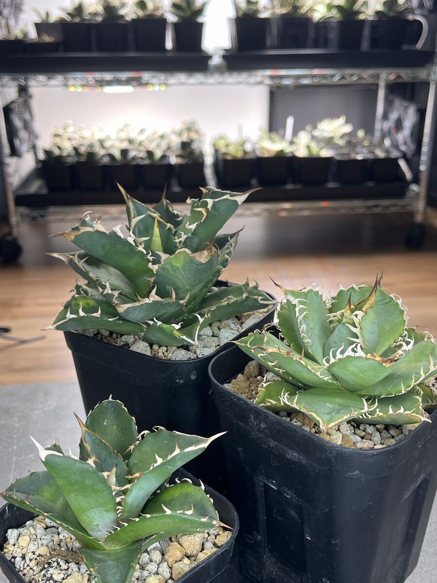 アガベセット 楽天市場】アガベ セットの通販