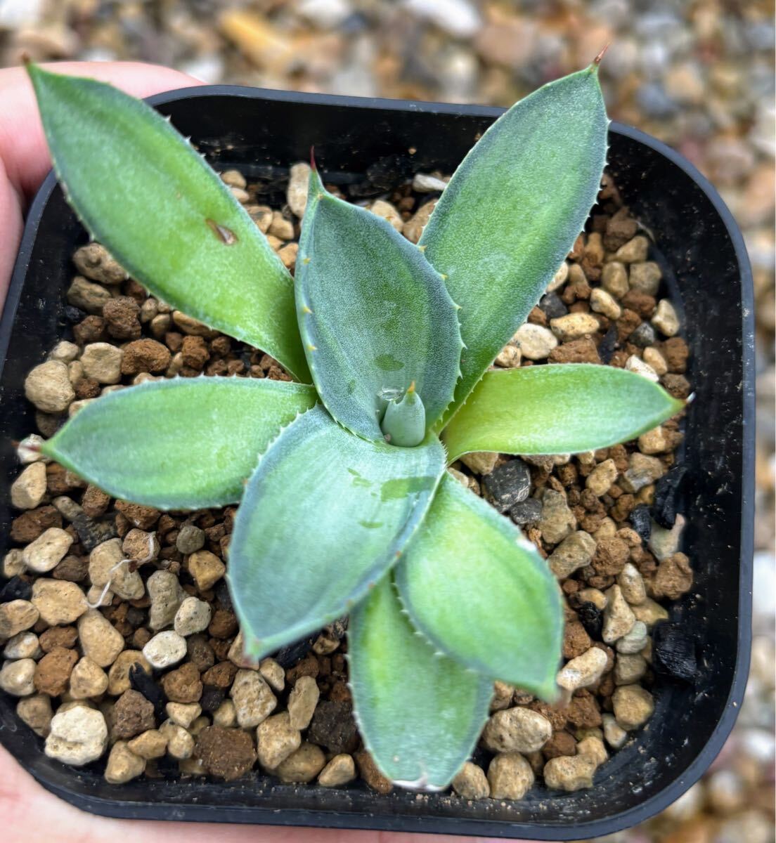 A*i様 オークション【2株セット】人気　アガベ　パリー　オリザバ　TC ドライ 選抜祭【抜き苗発送】活着済み アガベ パリートランカータ