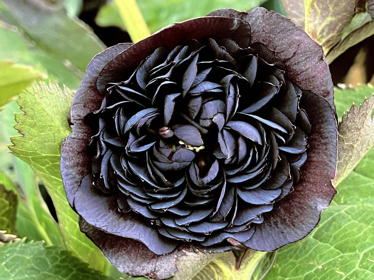 クリスマスローズ種　５粒　加藤農園　シャガール　多弁　セルフ交配 加藤農園 レア交配種クリスマスローズ一覧 | 鹿児島園芸