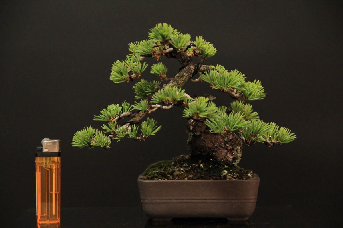 Yahoo!オークション -「盆栽 五葉松」(盆栽) の落札相場・落札価格