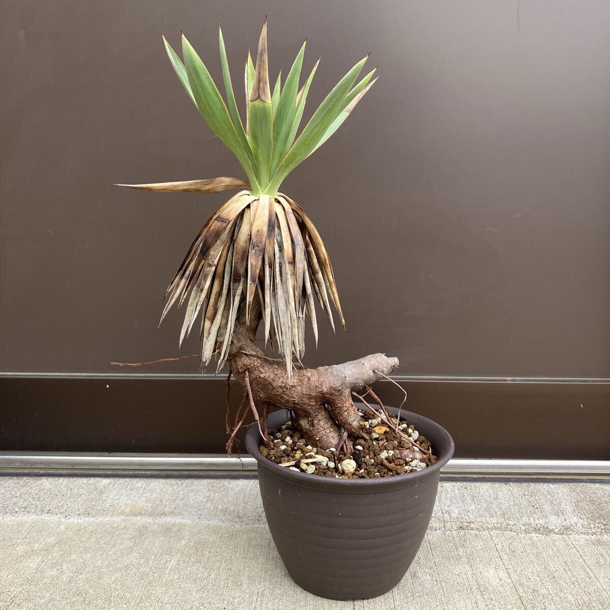 2025年最新】Yahoo!オークション -ユッカ(観葉植物)の中古品