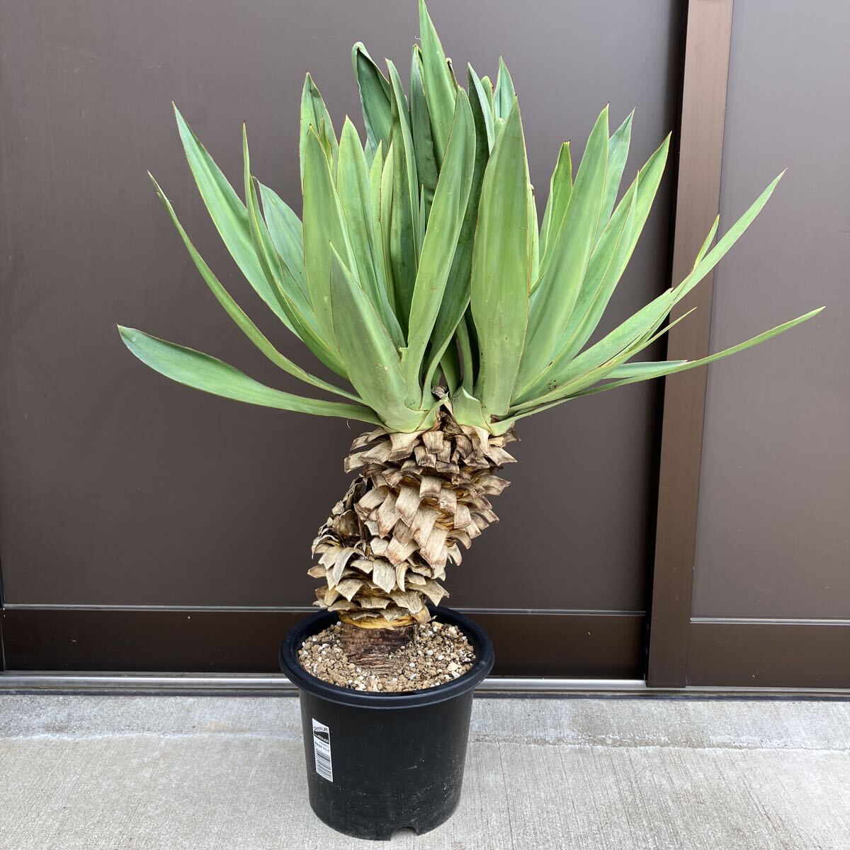 ユッカ　3本セット❗️発根済み　抜き苗　9/24まで。 ユッカ 3本セット❗️発根済み 抜き苗 9/24まで。 たぶんユッカ