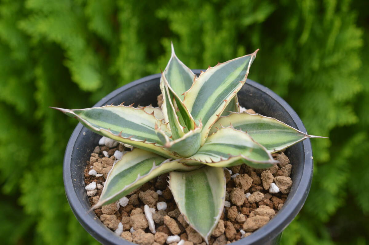 Yahoo!オークション -「万代」(花、園芸) の落札相場・落札価格