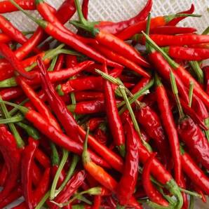 【岩手盛岡産】赤唐辛子 生 2キロ 辛いです。(とうがらし) 農薬不使用