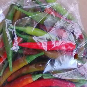 【岩手盛岡産】唐辛子 色変わり 500g 辛いです。(とうがらし) 農薬不使用