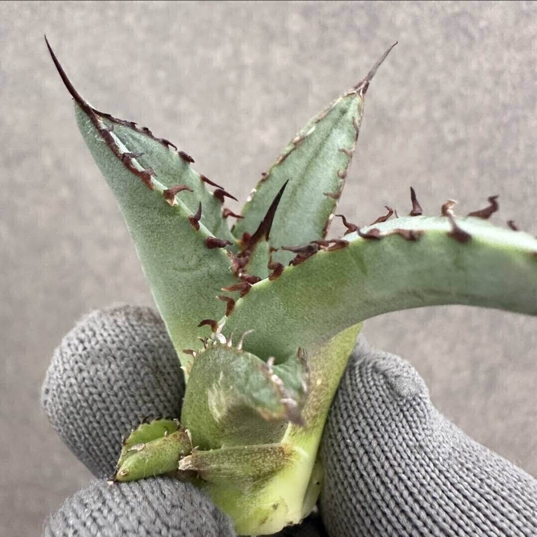 アガベ チタノタブルー　特選株 アガベ・チタノタ「ブルー」実生株 コンパクトフォーム特選株 2