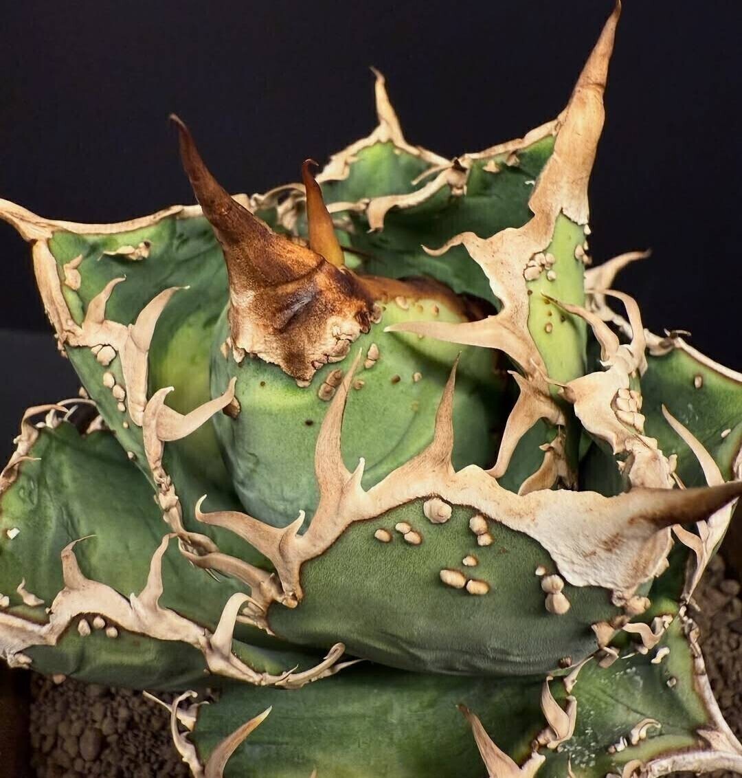 アガベ　チタノタ　ブツブツ　クランキー Yahoo!オークション -「アガベ チタノタ ブツブツ」の落札相場