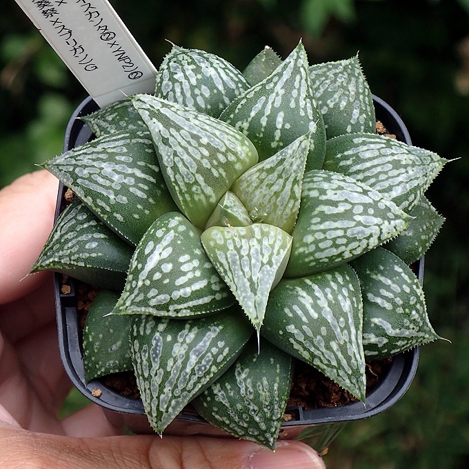 Yahoo!オークション -「ハオルチア カンタロープアイランド」の落札