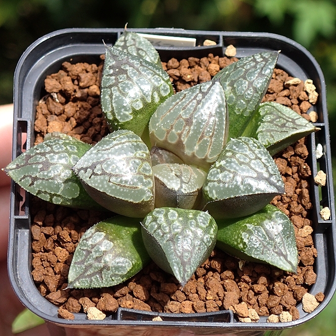 ハオルチア　カンタロープアイランド Yahoo!オークション -「ハオルチア カンタロープアイランド」の