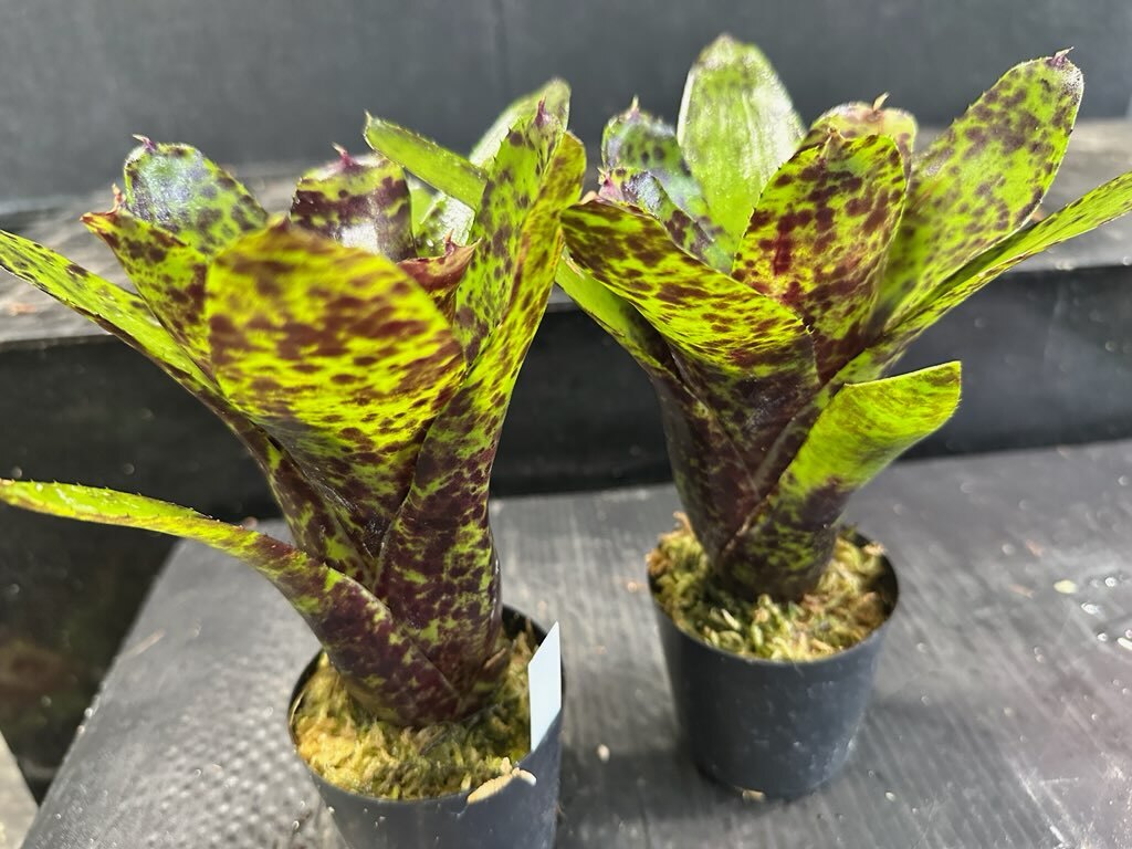 Yahoo!オークション -「kn ネオレゲリア」(観葉植物) の落札相場