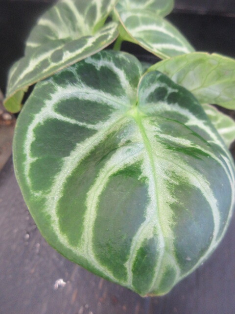 Yahoo!オークション -「アンスリウム ドラヤキ」(観葉植物) の