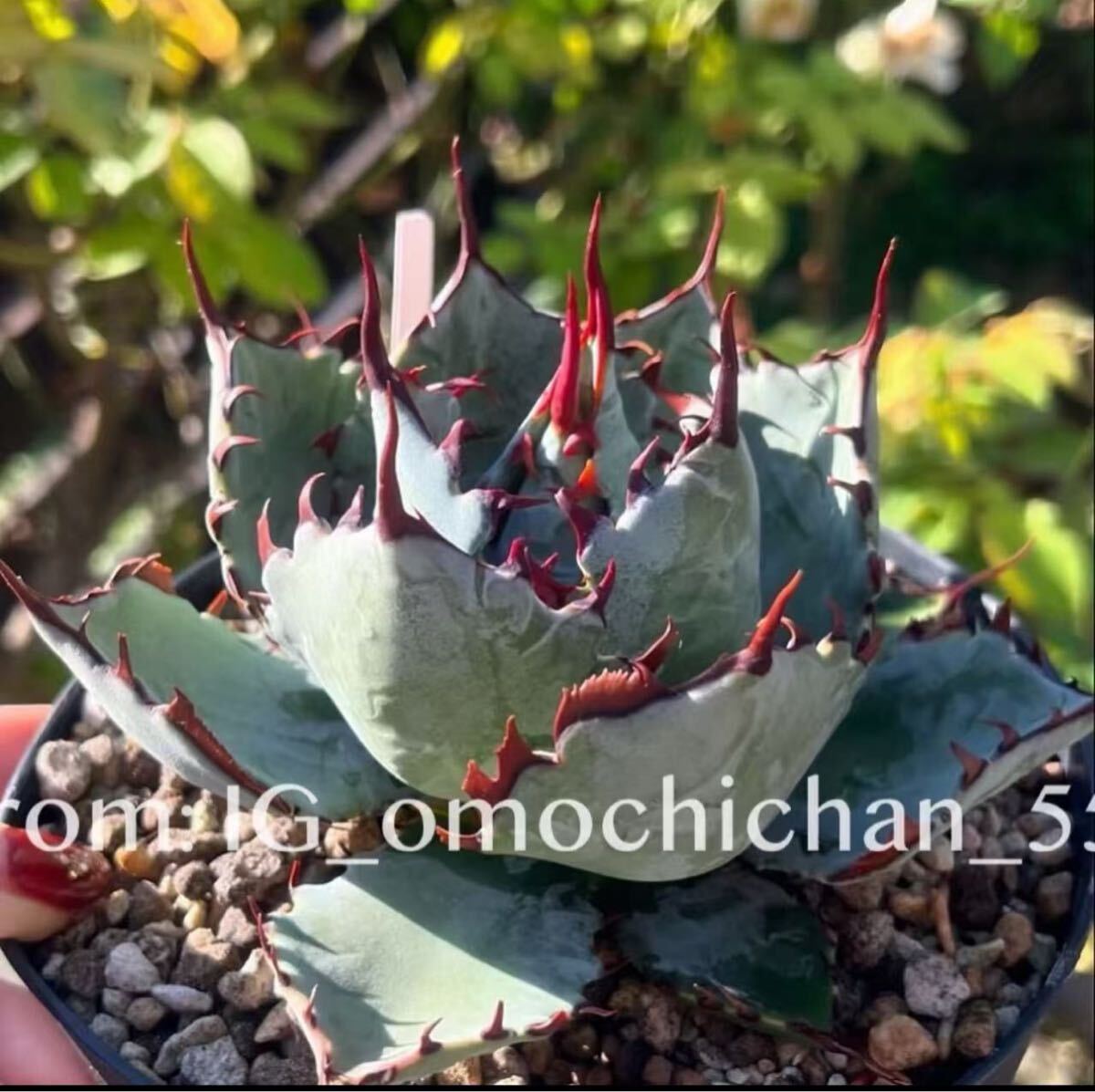 【クローバー出品】アガベhyb アガベ スノーグロー Agave hyb.'Snow Glow' 20171231 | SPG